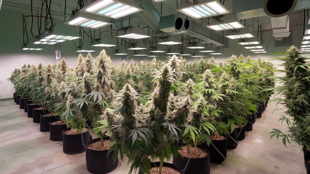 Organigram Global Targets Profitable Growth With Canada Focus and German Expansion